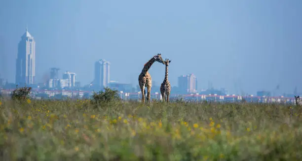 Nairobi Wildlife